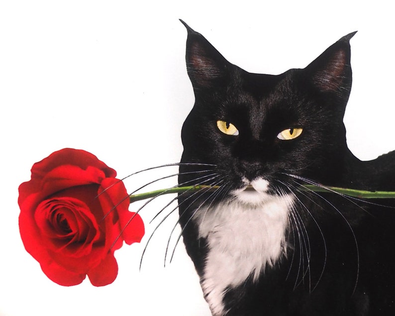 Cat Red Rose Valentine's Card Tuxedo Cat Card Etsy