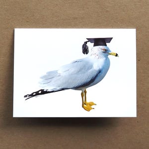 Carte de remise des diplômes mouette, carte de remise des diplômes oiseau