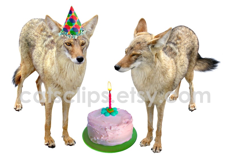 Coyotes Printable Birthday Card | Etsy