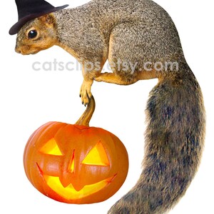 Witch Squirrel with Jack-o-Lantern Printable Halloween Card, Digital Squirrel Halloween Card image 4