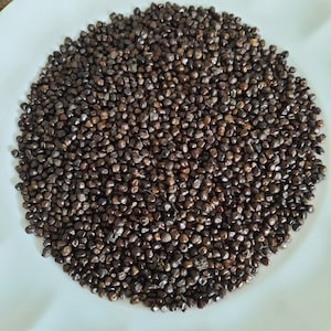 Ethiopian Eritrean Herbs Spices Korerima Besobela