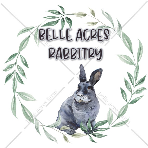 show rabbit supplies