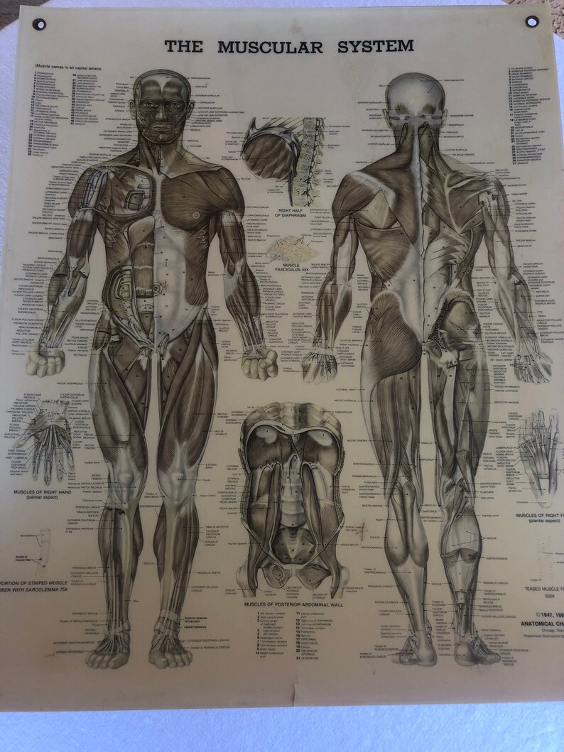 Muscular System Anatomical Chart