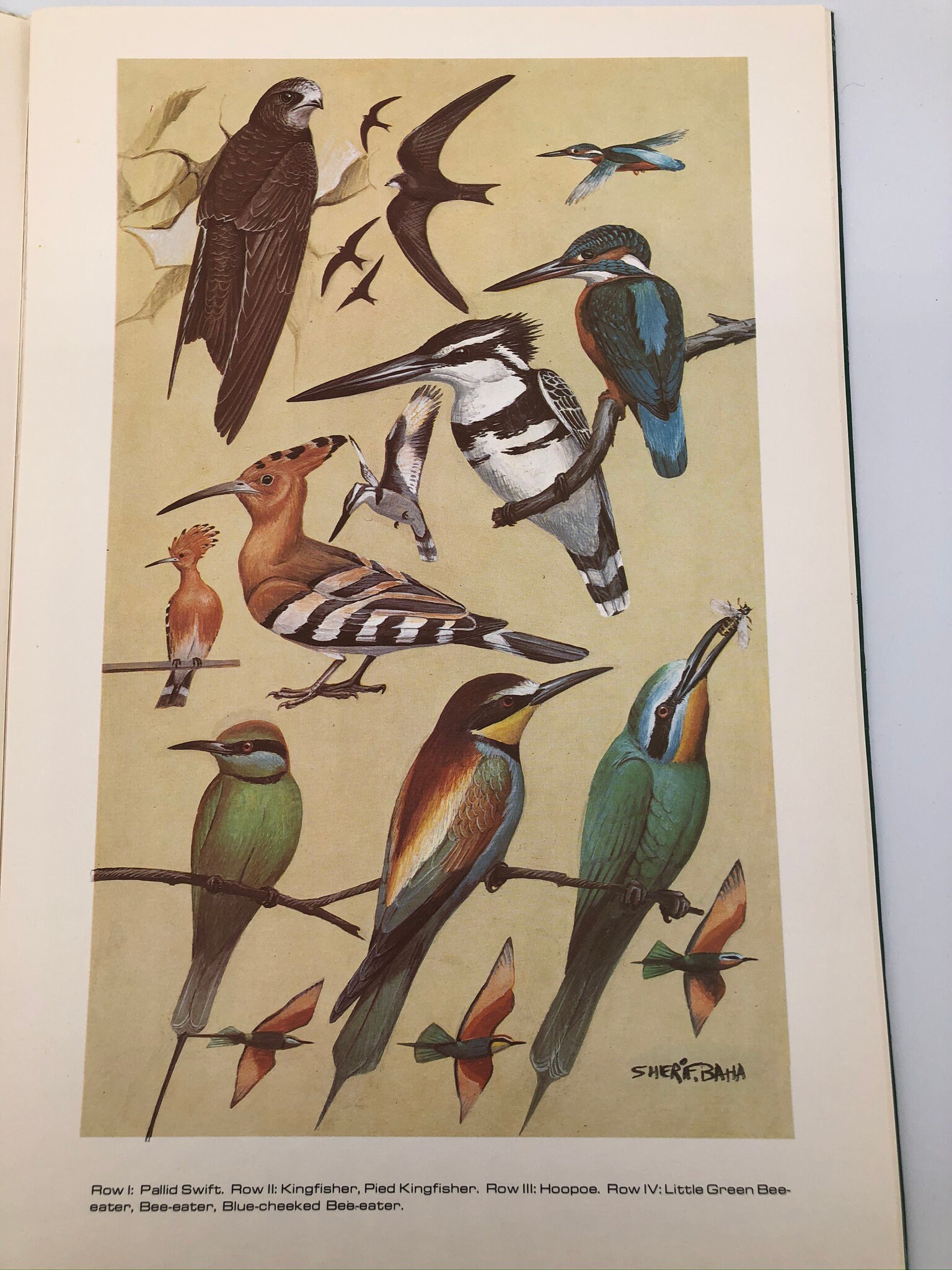 Common Birds of Egypt by Sherif Baha el Din Etsy