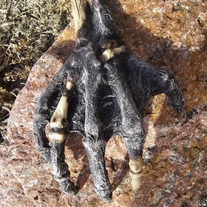 Realistic Mummified Hand prop.