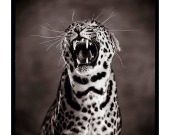 Panther Gesicht Panther Gesicht