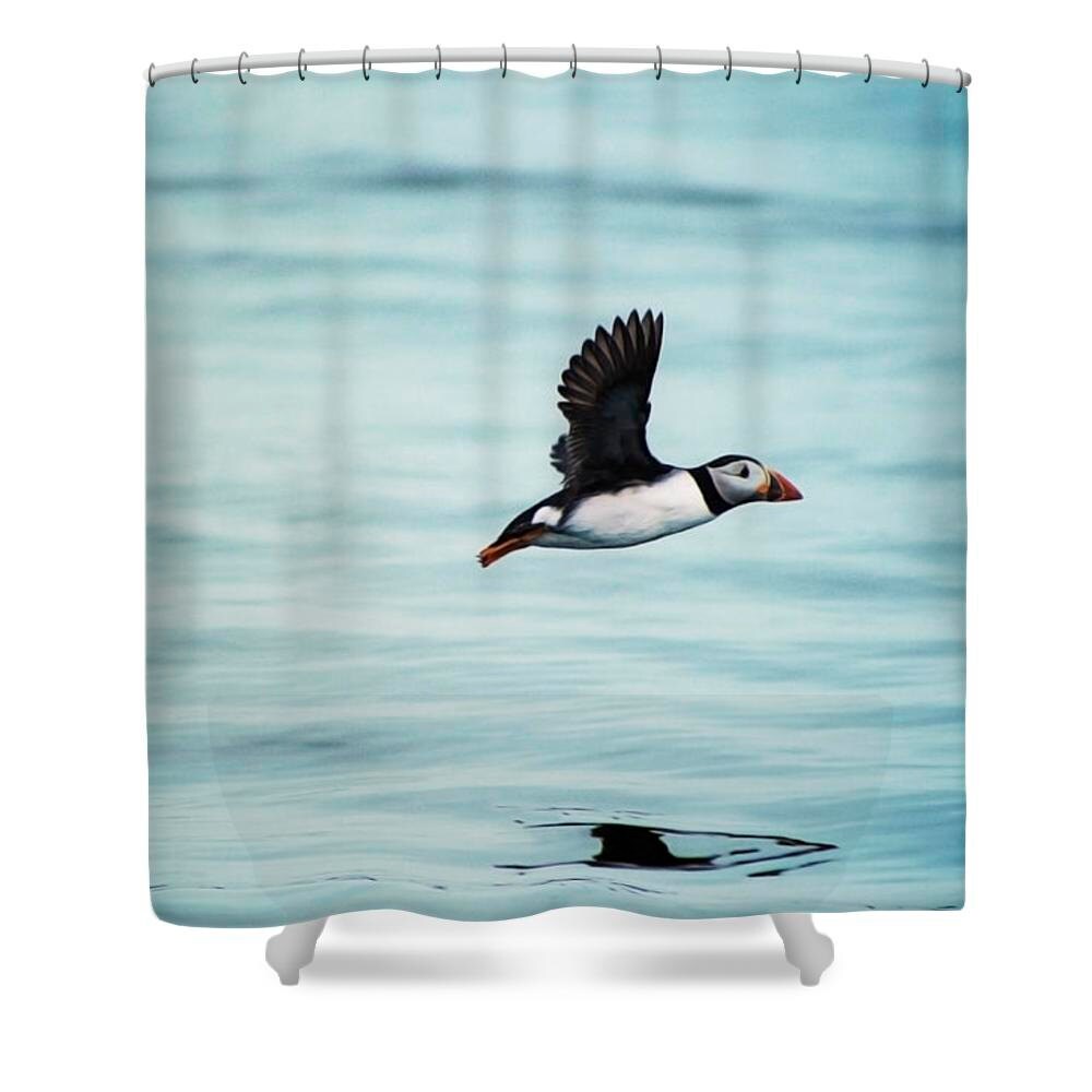 Puffin shower curtain blue bathroom decor blue shower Etsy