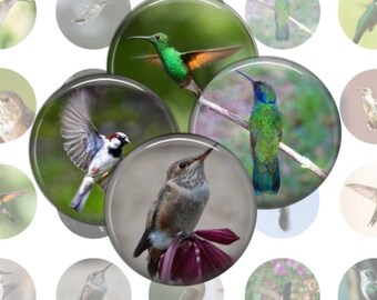 Hummingbirds Collage Sheet, 1 Inch Circles, 25 Images, Instant Download, Printable Hummingbirds, Digital Birds, Printable Images