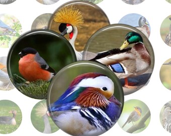 Birds Collage Sheet, 1 Inch Circles, 35 Images, Instant Download, Printable Birds, Bird Images, Digital Birds, Printable Images