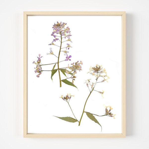 Pressed Flower Art by Oake Living