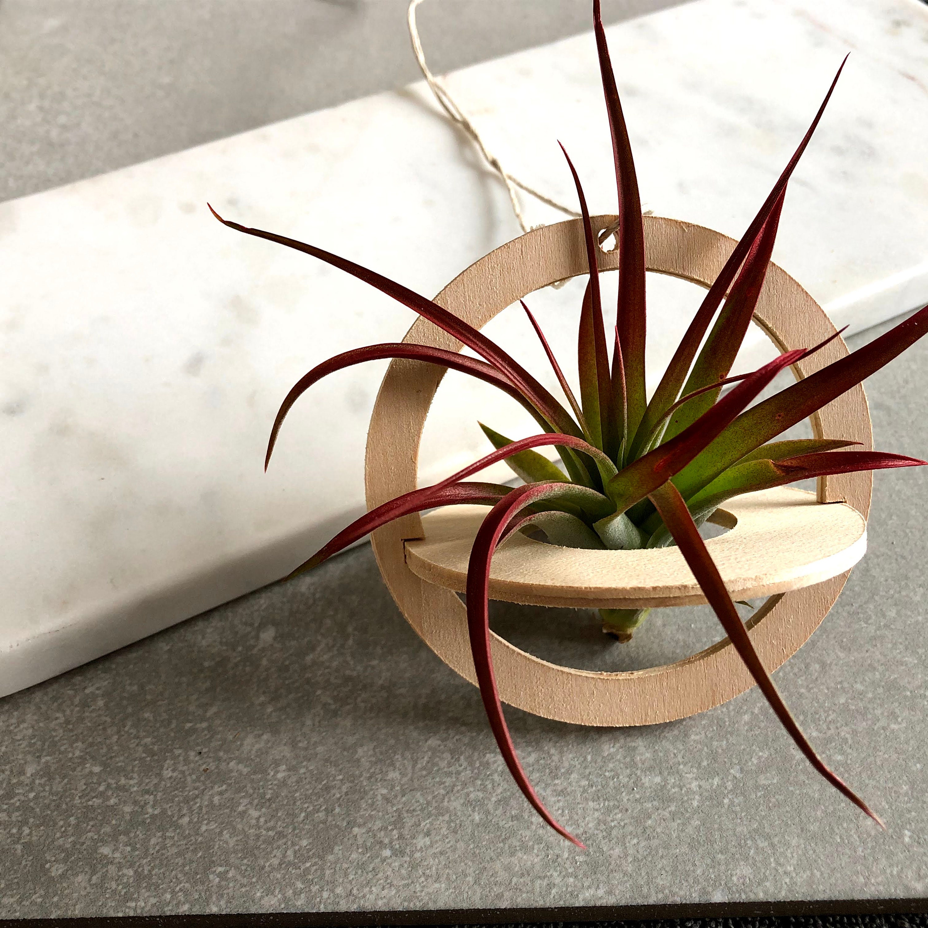 Air Plant Holder Geometric Wood Hanging Air Plant Nest Etsy