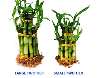 Small or Large Two Tier Tower Bamboo Arrangement