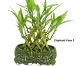 3 Layer Pyramid Braided Lucky Bamboo Plant