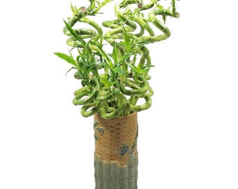 PLEASE Read Listing: SOLD AS Individual Stalks - Curly Spiral Lucky Bamboo - 36, 30, 24, 18, 12, 8, & 6 Inches Long - Choose Your Preference