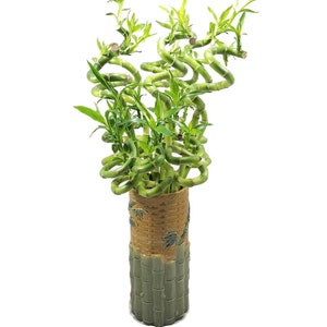 PLEASE Read Listing: SOLD AS Individual Stalks - Curly Spiral Lucky Bamboo - 36, 30, 24, 18, 12, 8, & 6 Inches Long - Choose Your Preference