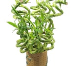 Curly Spiral Lucky Bamboo 24 Inches, 18 Inches, 12 Inches, and 6 Inches Long - Choose Your Preference