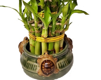 Eight LayerTier Live Tower Bamboo Arrangement in Frog Vase