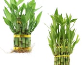 Small or Large Two Tier Tower Bamboo Arrangement