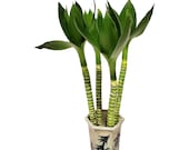 Single Lotus Flower Lucky Chinese Bamboo Plants in Blue and White Chinese Vase - PLEASE READ Whole Listing, SOLD As Individual Stalks