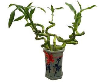 Set of Six 8-Inches Curly Spiral Lucky Bamboo Arrangement in Blue and White  Chinese Vase