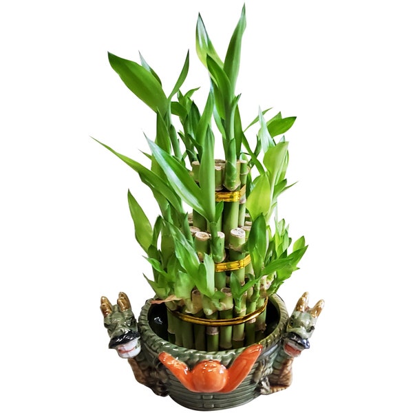 Three Tier Live Lucky Bamboo Arrangement in a Dragon Vase