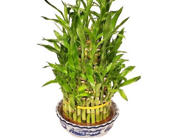 Five Layer/Tier Live Lucky Tower Bamboo Arrangement in Blue and White Chinese Vase