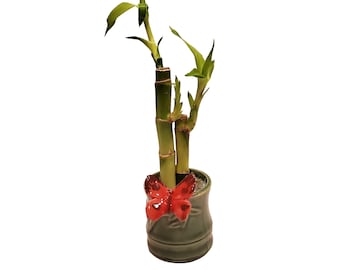 Small Two Piece Straight Lucky Bamboo Arrangement in Red, Blue, or Yellow Butterfly Vase