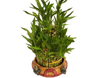 Five Layer/Tier Live Tower Bamboo Arrangement in a Frog and Turtle Vase