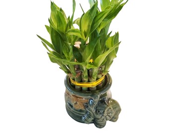 Small Two Tier Tower Bamboo Arrangement in an Elephant Vase