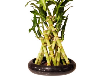 3 Layer Pyramid Braided Lucky Bamboo Arrangement in Black Vase