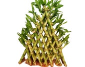7 Layer Braided Live Lucky Pyramid Bamboo Arrangement