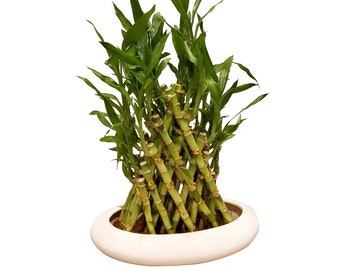 5 Layer Braided Live Lucky Pyramid Bamboo Arrangement in Black or Ivory/Offwhite Vase