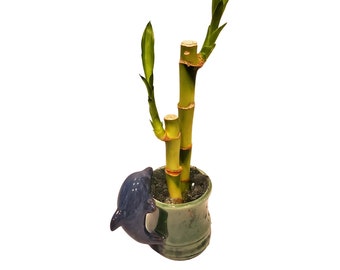 Small Two Piece Straight Lucky Bamboo Arrangement in Dolphin Vase