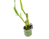 Small Two Piece Straight Lucky Bamboo Arrangement in Panda Vase