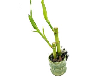 Small Two Piece Straight Lucky Bamboo Arrangement in Panda Vase