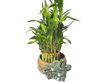 Three Tier Live Lucky Bamboo Arrangement in an Elephant Themed Vase