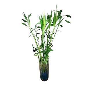 MIXED 5 Curly & 5 Straight Lucky Bamboo Arrangement (10 STALKS TOTAL) - Choose From Sizes - 30, 24, 18, 12, 8, and 6 Inches Long