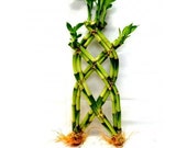 12 Inches Trellis Shaped Lucky Bamboo Arrangement