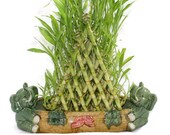 7 Layer Braided Live Lucky Pyramid Bamboo Arrangement in Elephant Vase