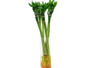 PLEASE READ LISTING - Sold Individually -Dragon Lotus Flower Lucky Chinese Bamboo Arrangement - 4 Sizes - 16, 20, 24, and 28 Inches Long
