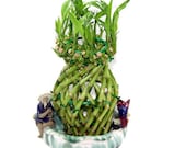 Pineapple Braided Live Lucky Bamboo Plant Live Bamboo Plant Living Bamboo Plant