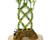 12 Inches Trellis Shaped Lucky Bamboo Plant Live Bamboo Plant Living Bamboo Plant