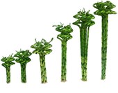 Set of 10 Curly Spiral Lucky Bamboo Stalks 36 Inches, 30 Inches, 24 Inches, 18 Inches, 12 Inches, or 8 Inches Long - Choose Your Preference