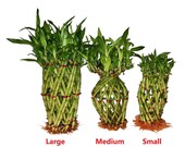 Pineapple Braided Live Lucky Bamboo Arrangement