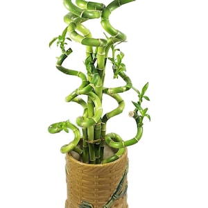Set of 10 Curly Spiral Lucky Bamboo Stalks 30 Inches, 24 Inches, 18 Inches, 12 Inches, 8 Inches, or 6 Inches Long image 4