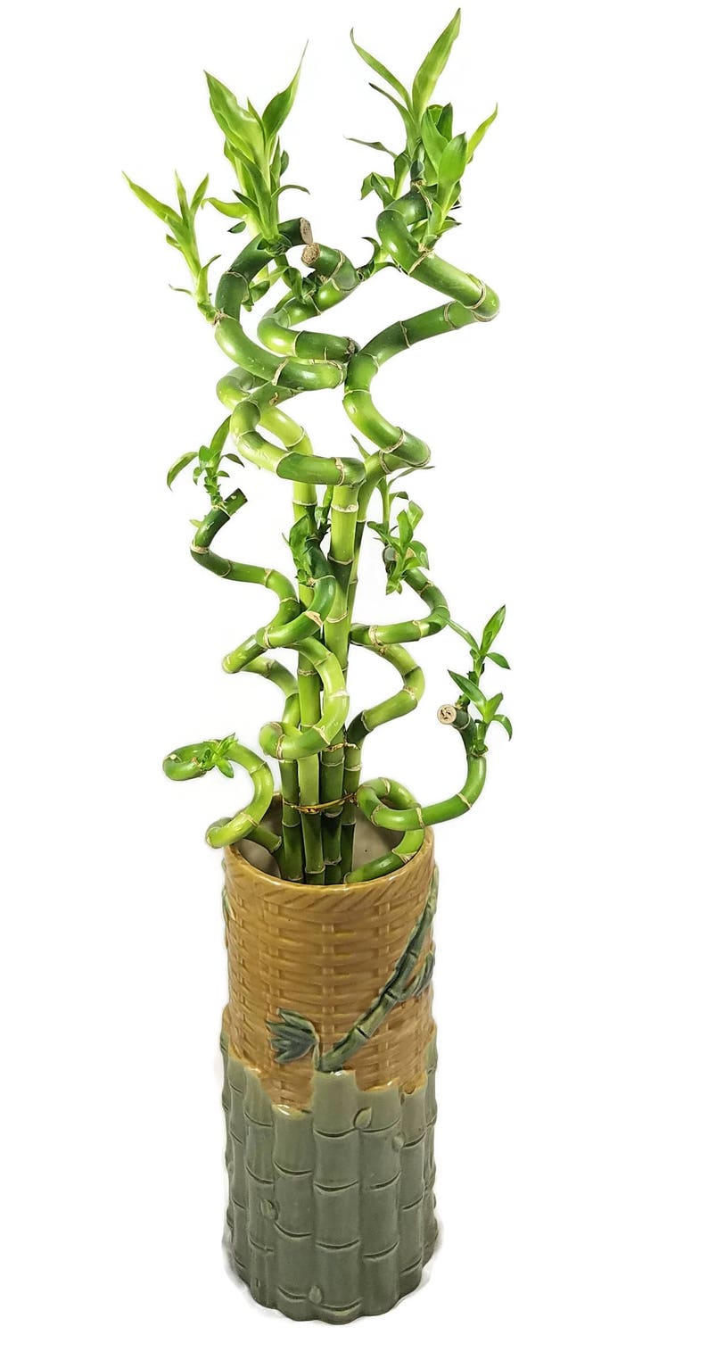 Set of 10 Curly Spiral Lucky Bamboo Stalks 30 Inches, 24 Inches, 18 Inches, 12 Inches, 8 Inches, or 6 Inches Long image 4