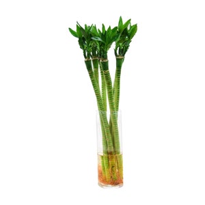 PLEASE READ LISTING - Sold Individually -Dragon Lotus Flower Lucky Chinese Bamboo Arrangement - 4 Sizes - 16, 20, 24, and 28 Inches Long