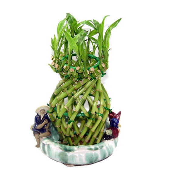 pineapple braided live lucky