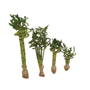 Set of 5 Curly Spiral Lucky Bamboo at 30 Inches, 24 Inches, 18 Inches, 12 Inches, 8 Inches, or 6 Inches Long - Choose Your Preference