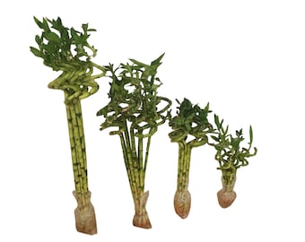 Set of 5 Curly Spiral Lucky Bamboo at 30 Inches, 24 Inches, 18 Inches, 12 Inches, 8 Inches, or 6 Inches Long - Choose Your Preference